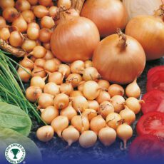 8718641999349 1 Onion Stuttgarter.jpg